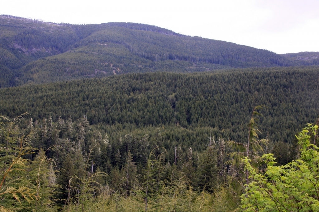 Pseudotsuga menziesii
