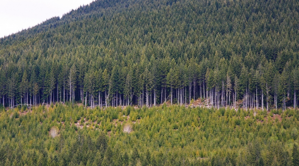 Pseudotsuga menziesii
