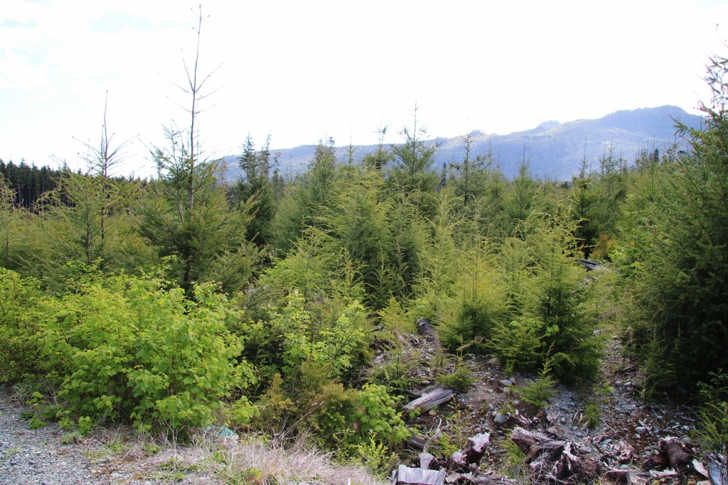 Pseudotsuga menziesii