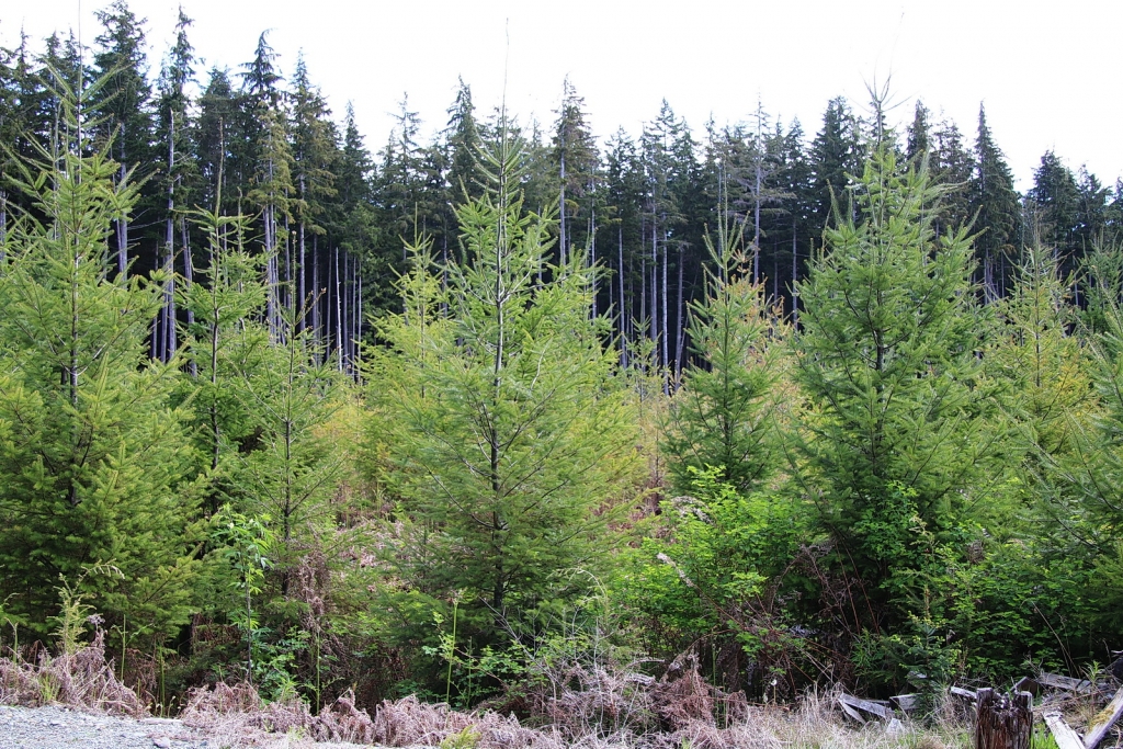 Pseudotsuga menziesii