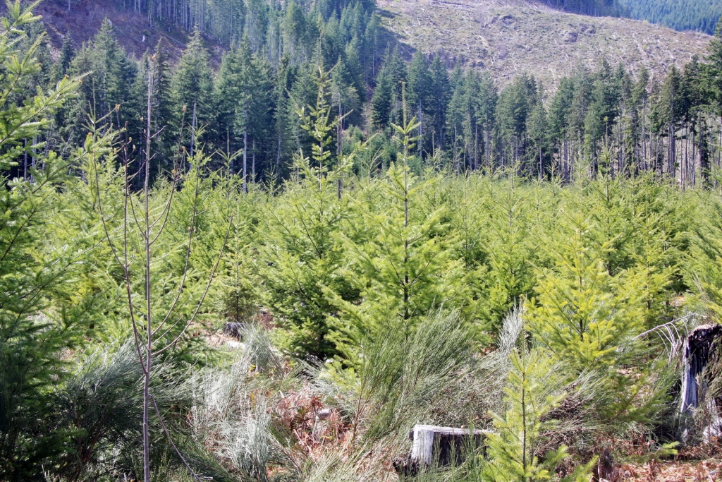 Pseudotsuga menziesii