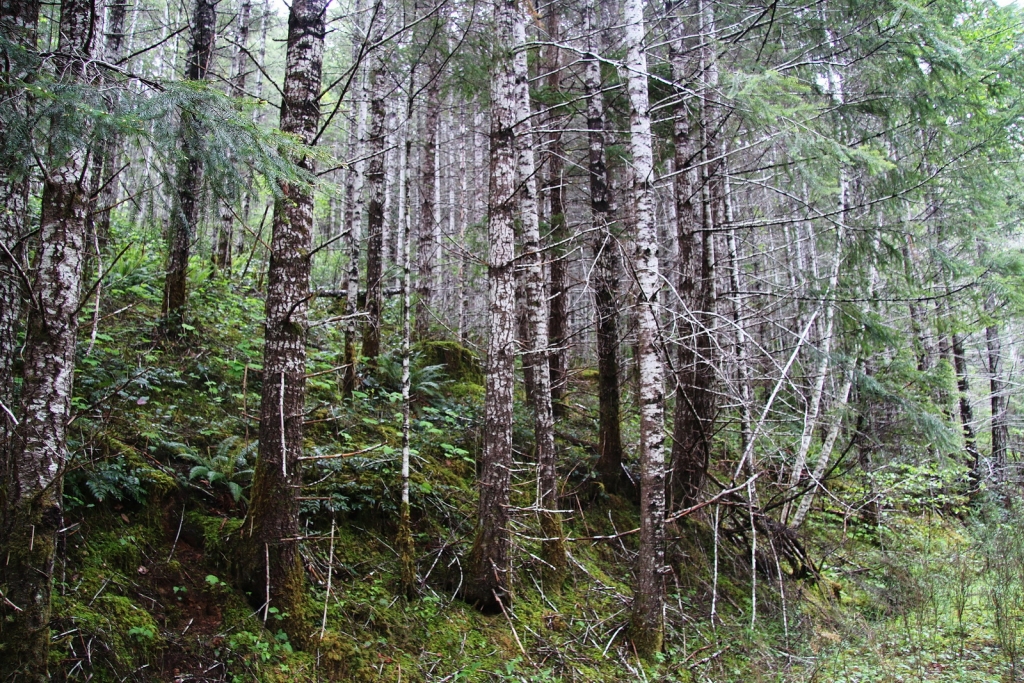Pseudotsuga menziesii