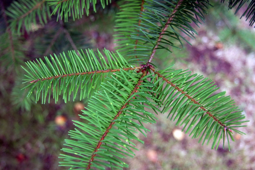 Pseudotsuga menziesii