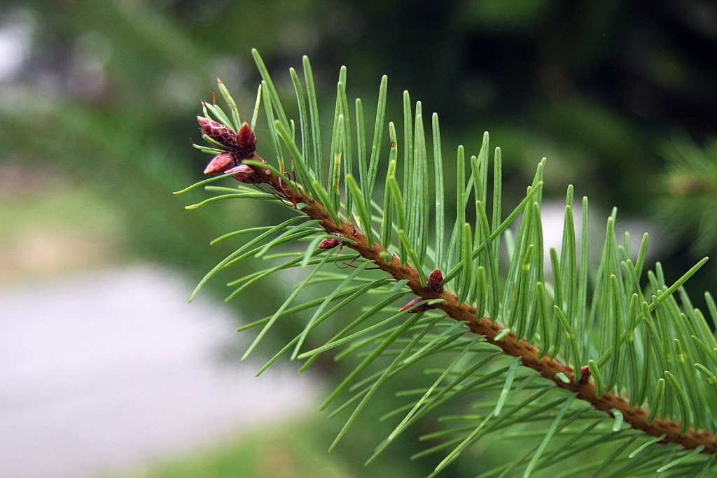 Pseudotsuga menziesii