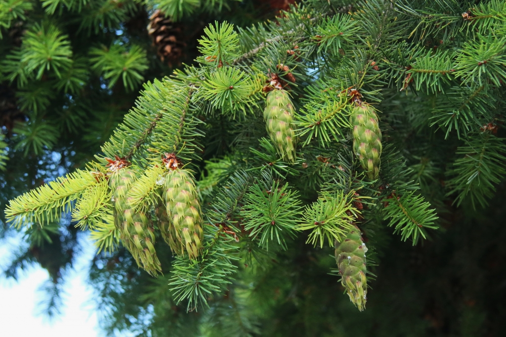 Pseudotsuga menziesii