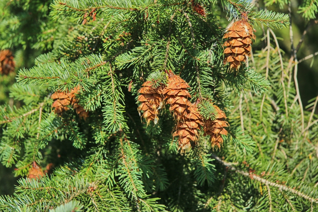 Pseudotsuga menziesii