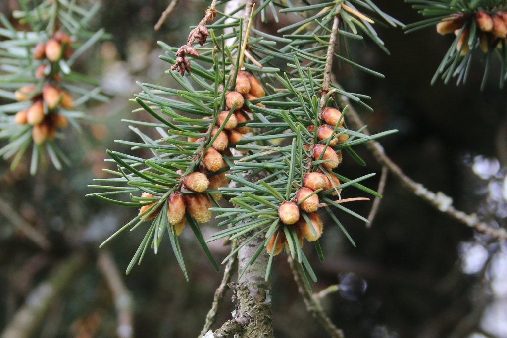 Pseudotsuga menziesii