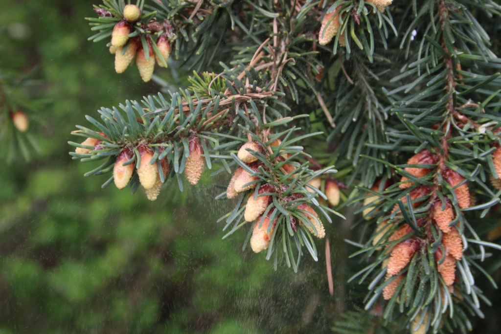 Pseudotsuga menziesii