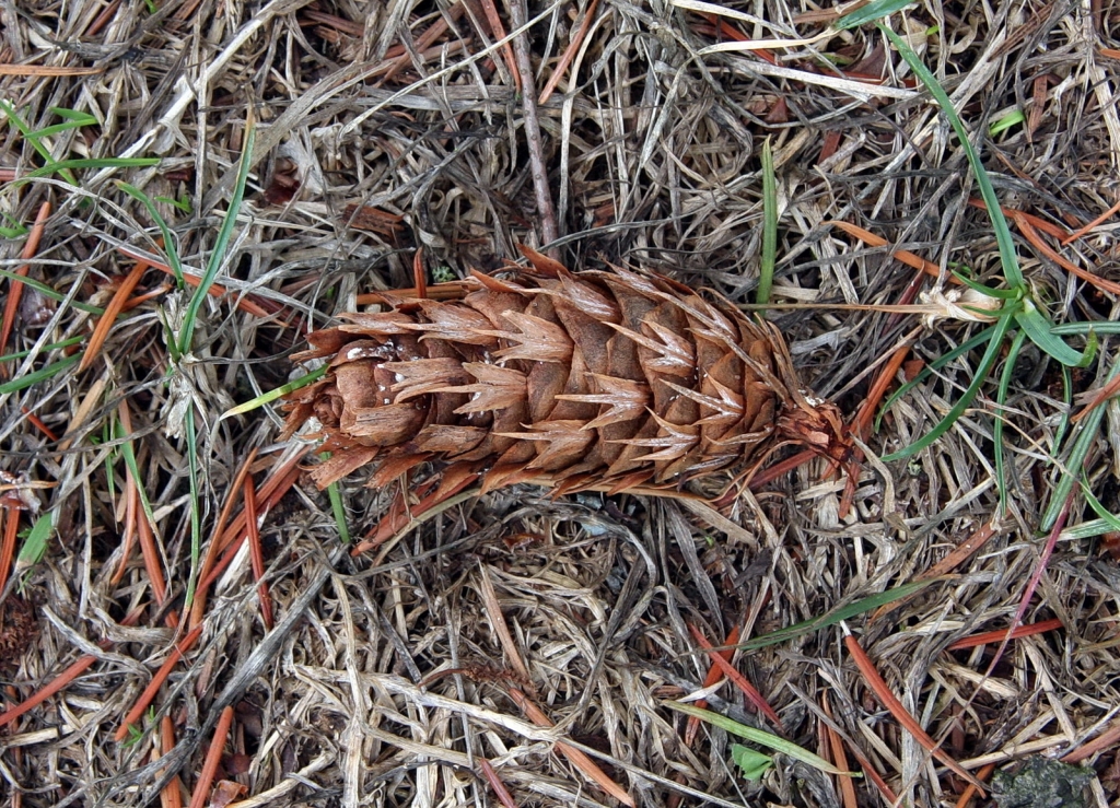 Pseudotsuga menziesii
