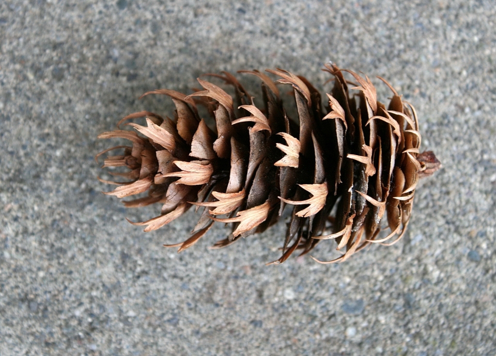 Pseudotsuga menziesii