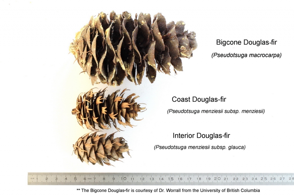 Pseudotsuga menziesii