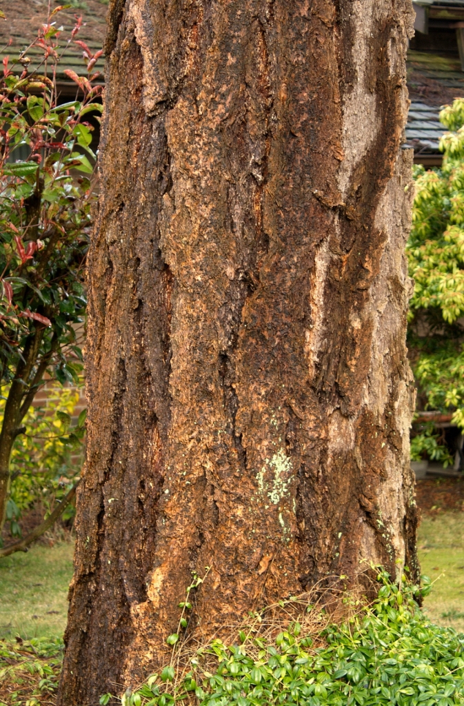 Pseudotsuga menziesii