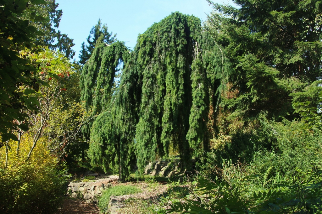 Pseudotsuga menziesii