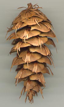 Pseudotsuga menziesii