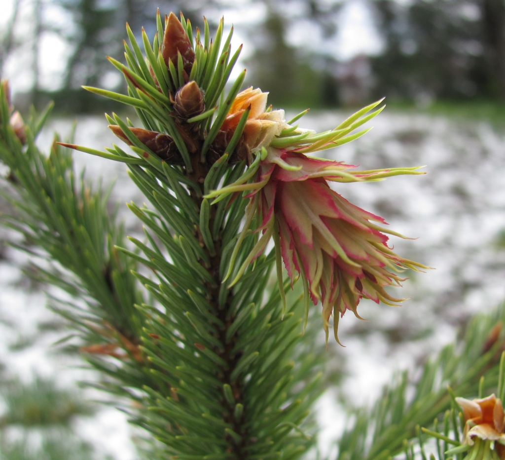 Pseudotsuga menziesii