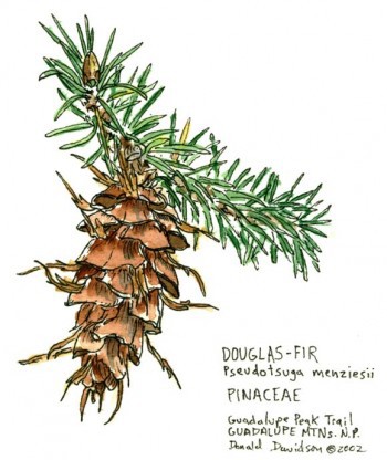 Pseudotsuga menziesii