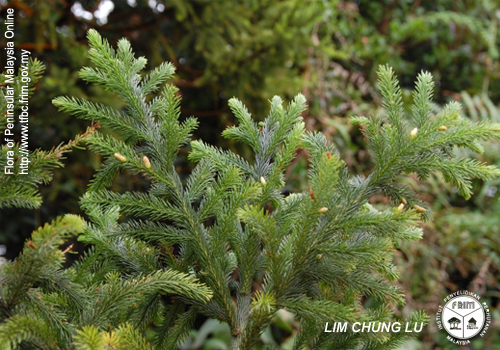 Dacrydium medium