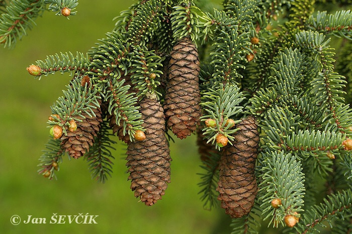 Picea maximowiczii