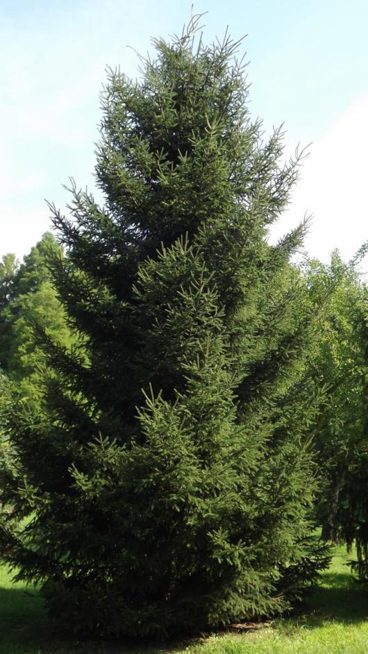Picea maximowiczii