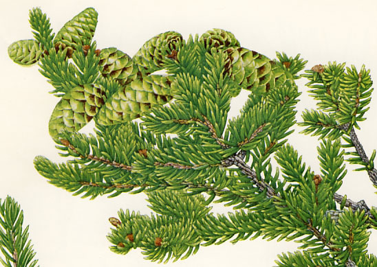 Picea maximowiczii