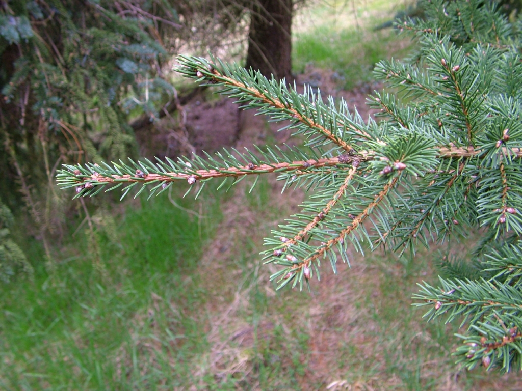Picea maximowiczii