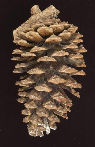 Pinus maximinoi