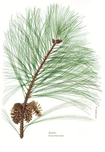 Pinus maximinoi