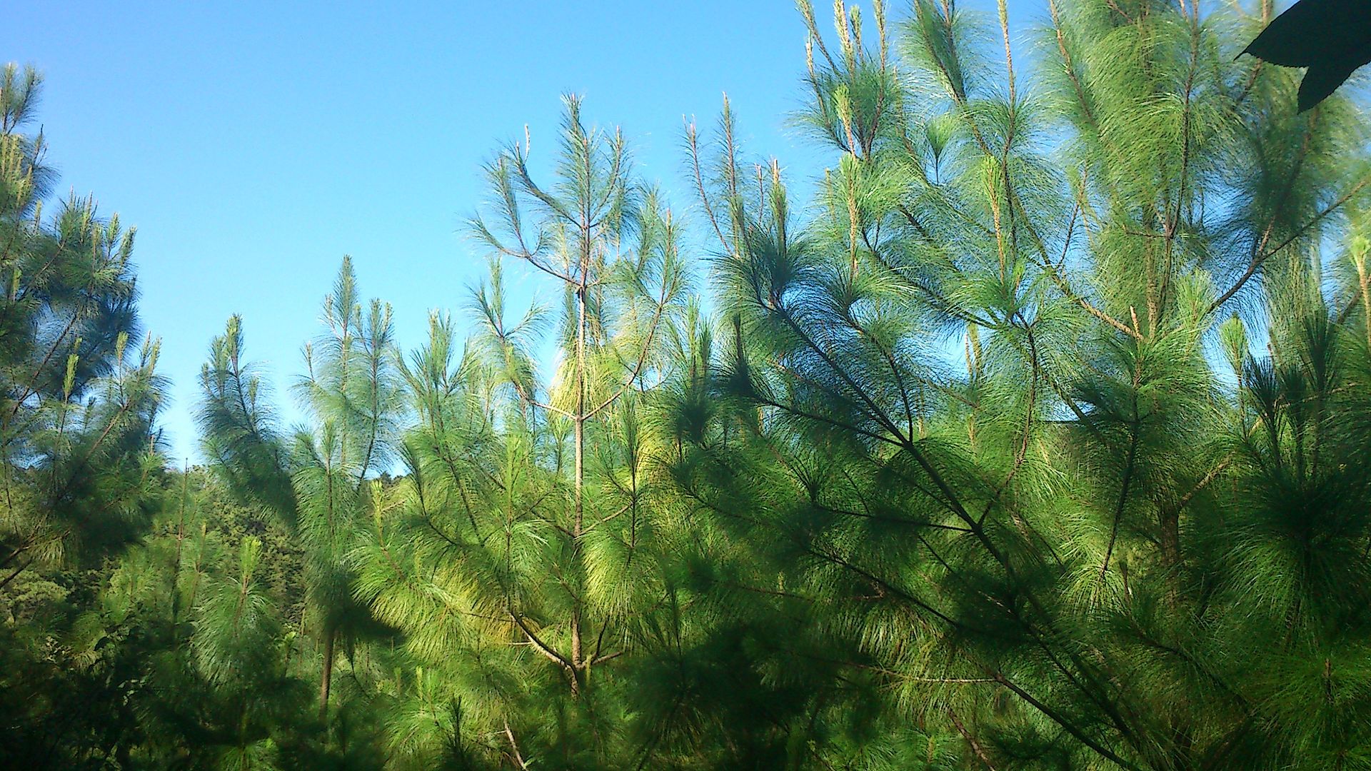 Pinus maximinoi