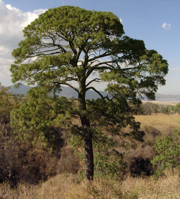 Pinus maximinoi
