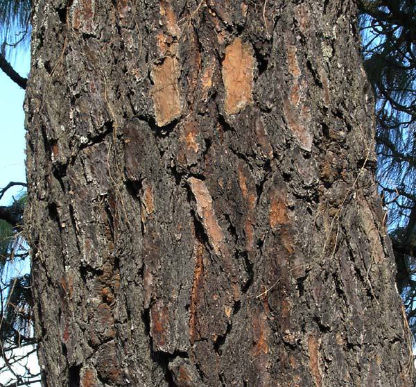 Pinus maximinoi