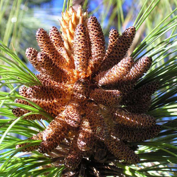 Pinus maximinoi
