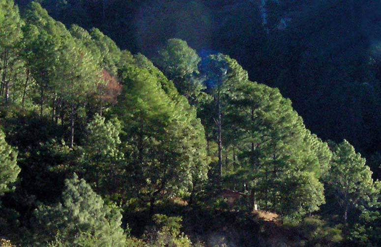 Pinus maximinoi