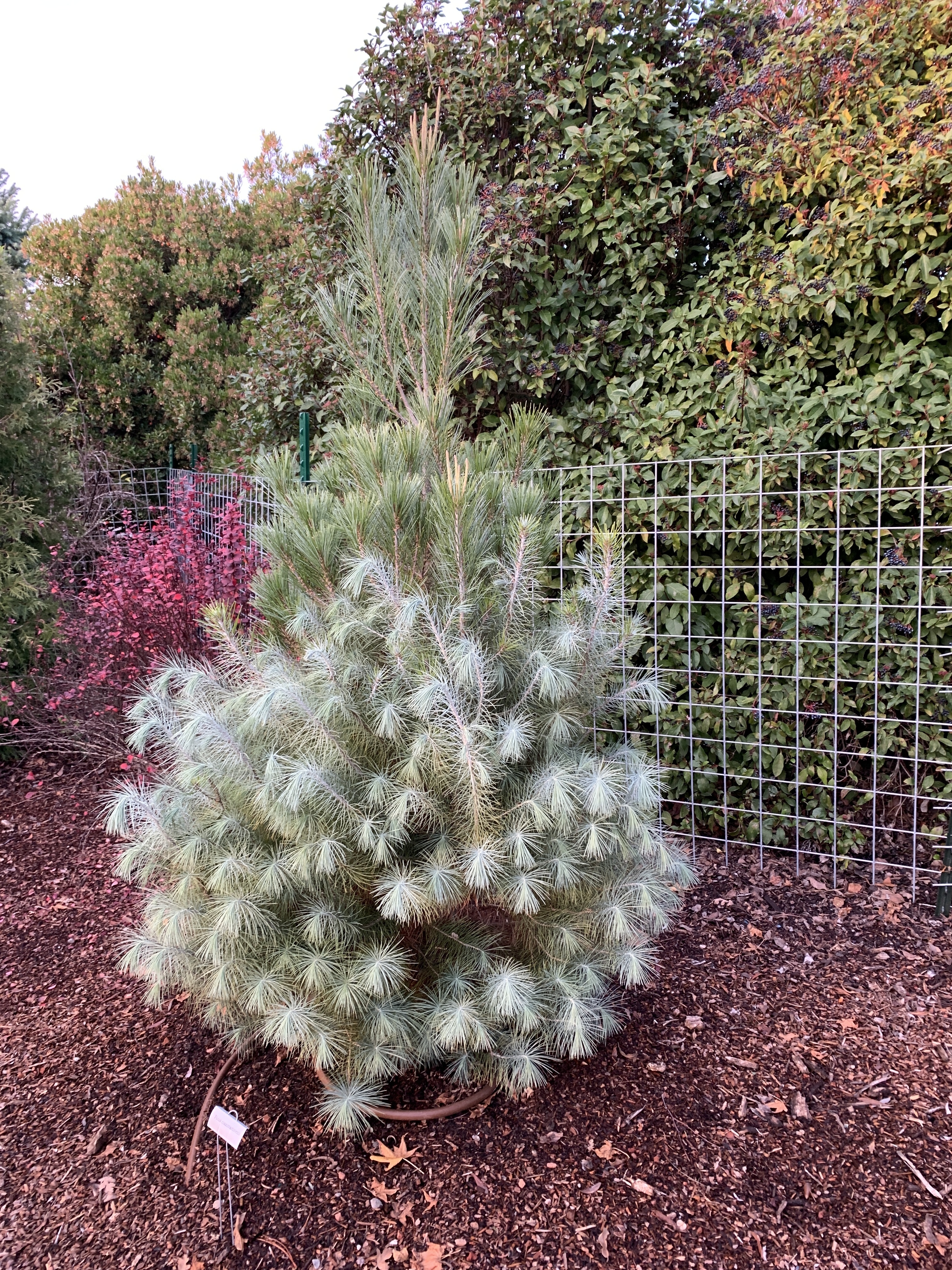 Pinus maximartinezii