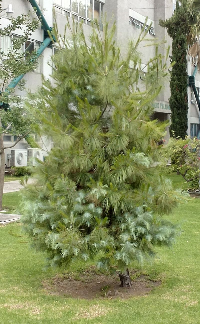 Pinus maximartinezii
