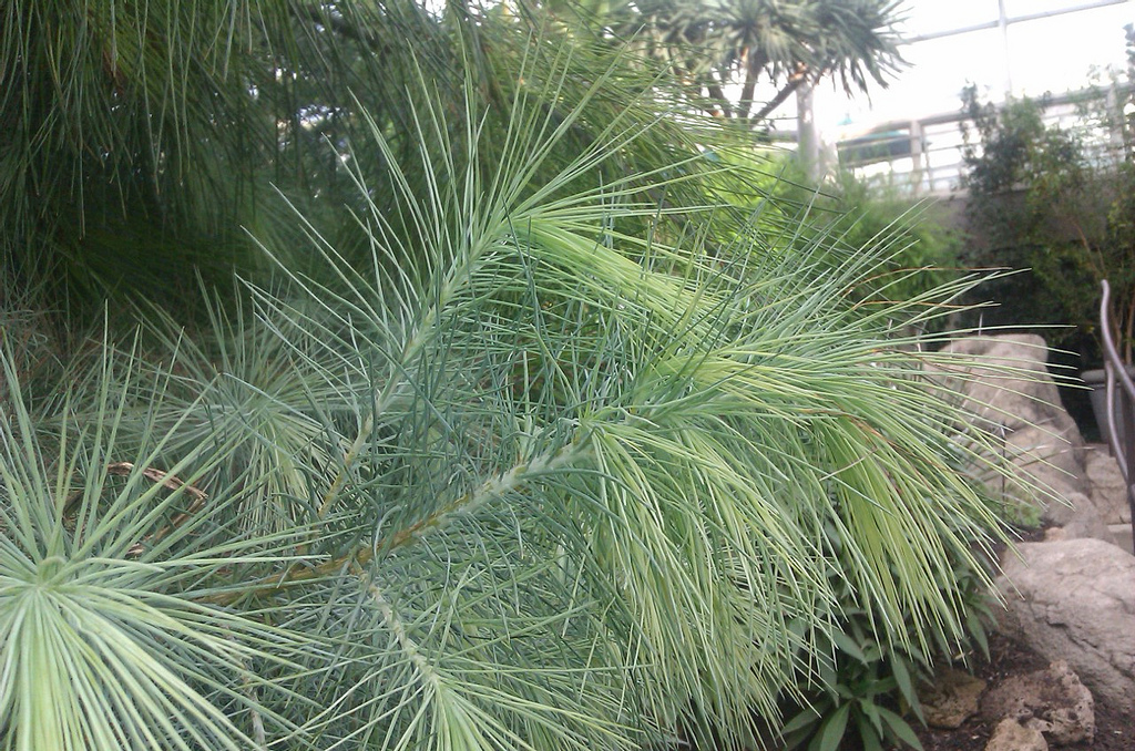 Pinus maximartinezii
