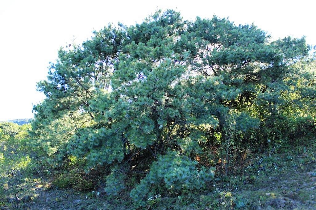 Pinus maximartinezii