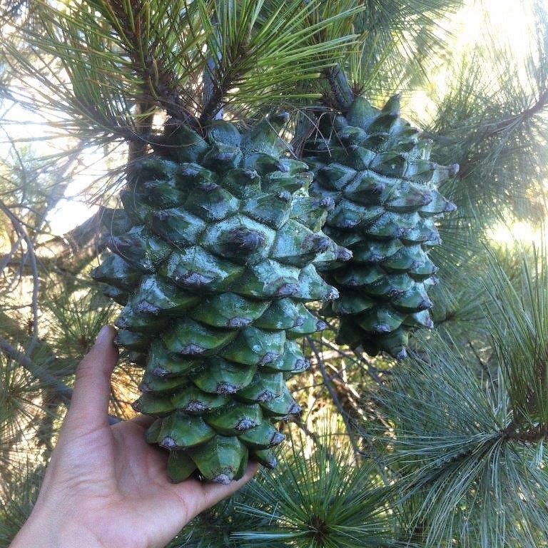 Pinus maximartinezii