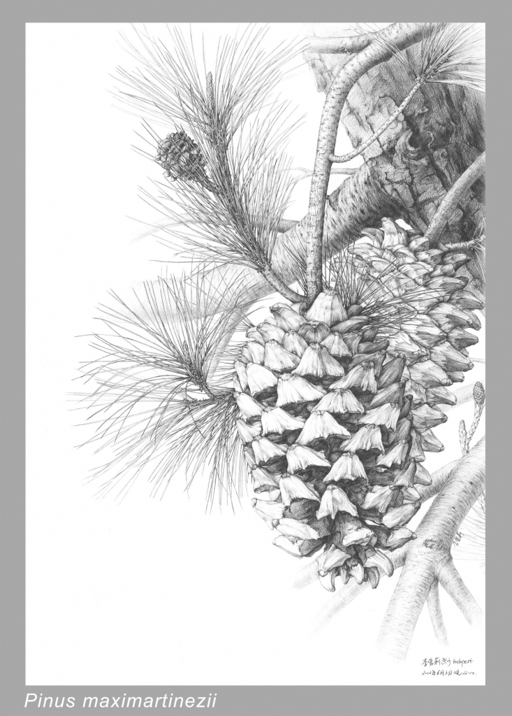 Pinus maximartinezii