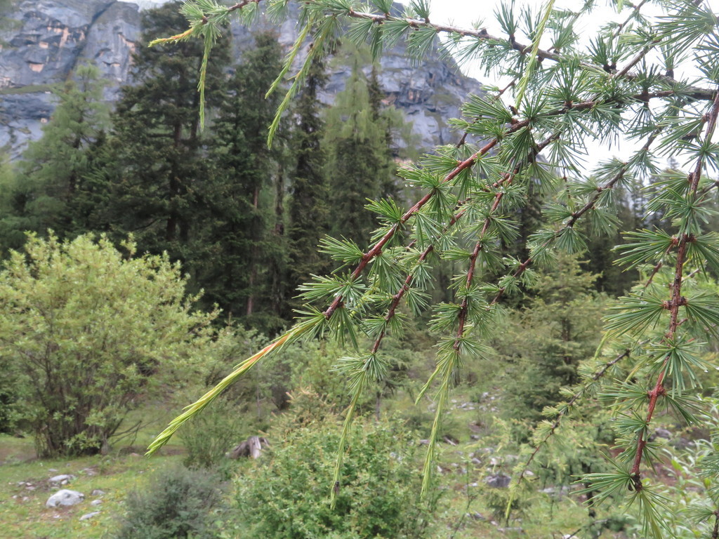 Larix mastersiana