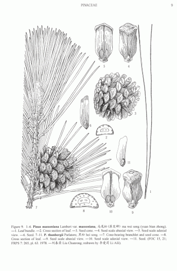 Pinus massoniana