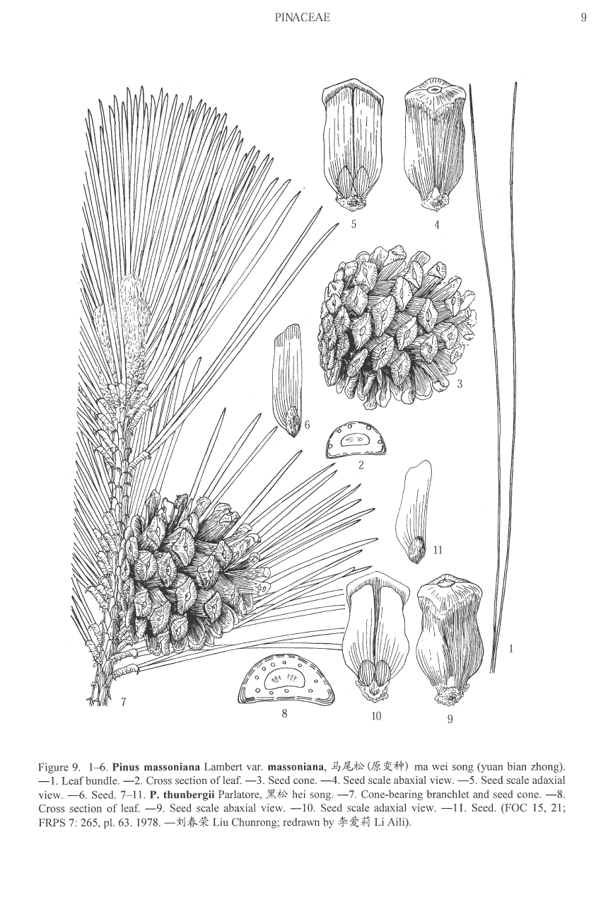 Pinus massoniana