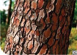 Pinus massoniana