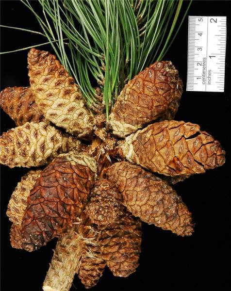 Pinus massoniana