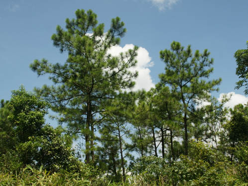 Pinus massoniana