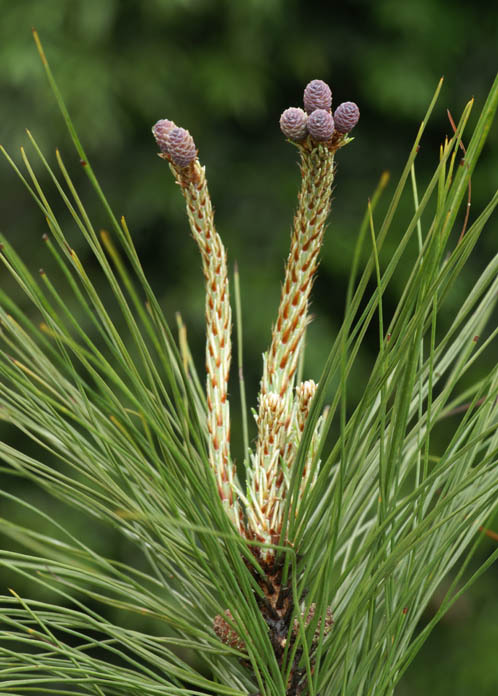 Pinus massoniana