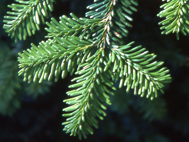 Abies mariesii