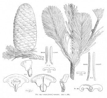 Abies mariesii