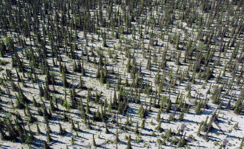 Picea mariana