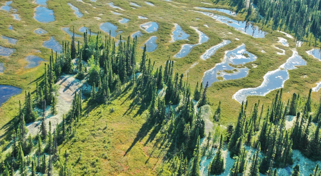 Picea mariana