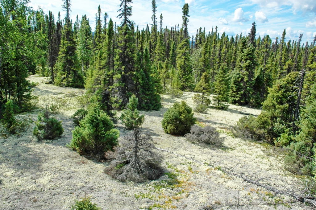 Picea mariana